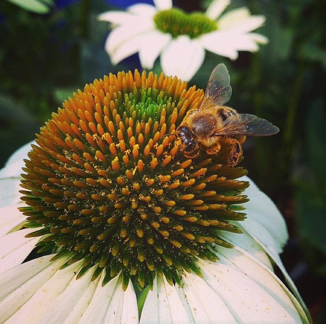 Garden Sprinkles - Honeybee