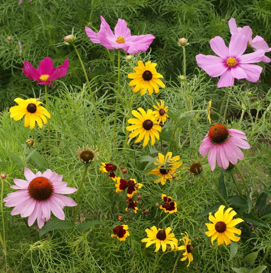 Garden Sprinkles | Wildflower Garden