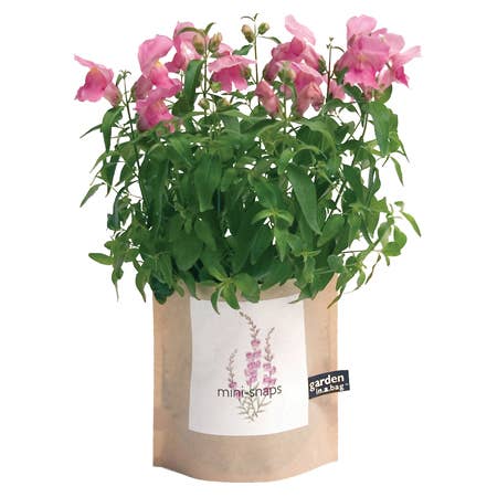 Garden in a Bag - Snapdragon | Flower Gift