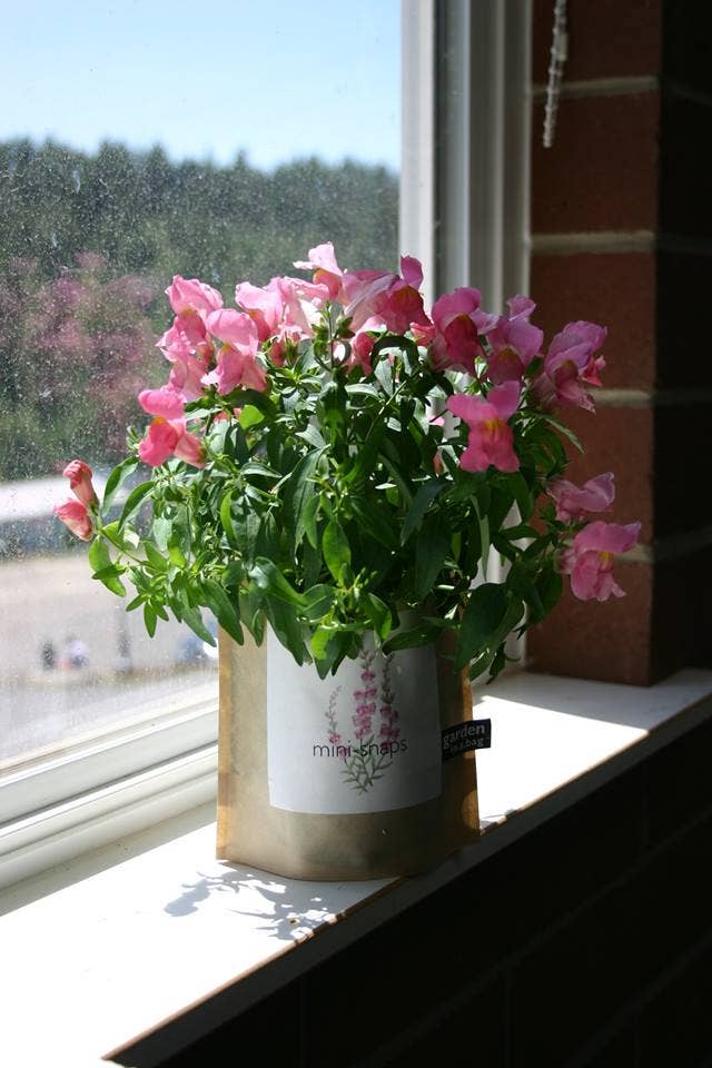Garden in a Bag - Snapdragon | Flower Gift