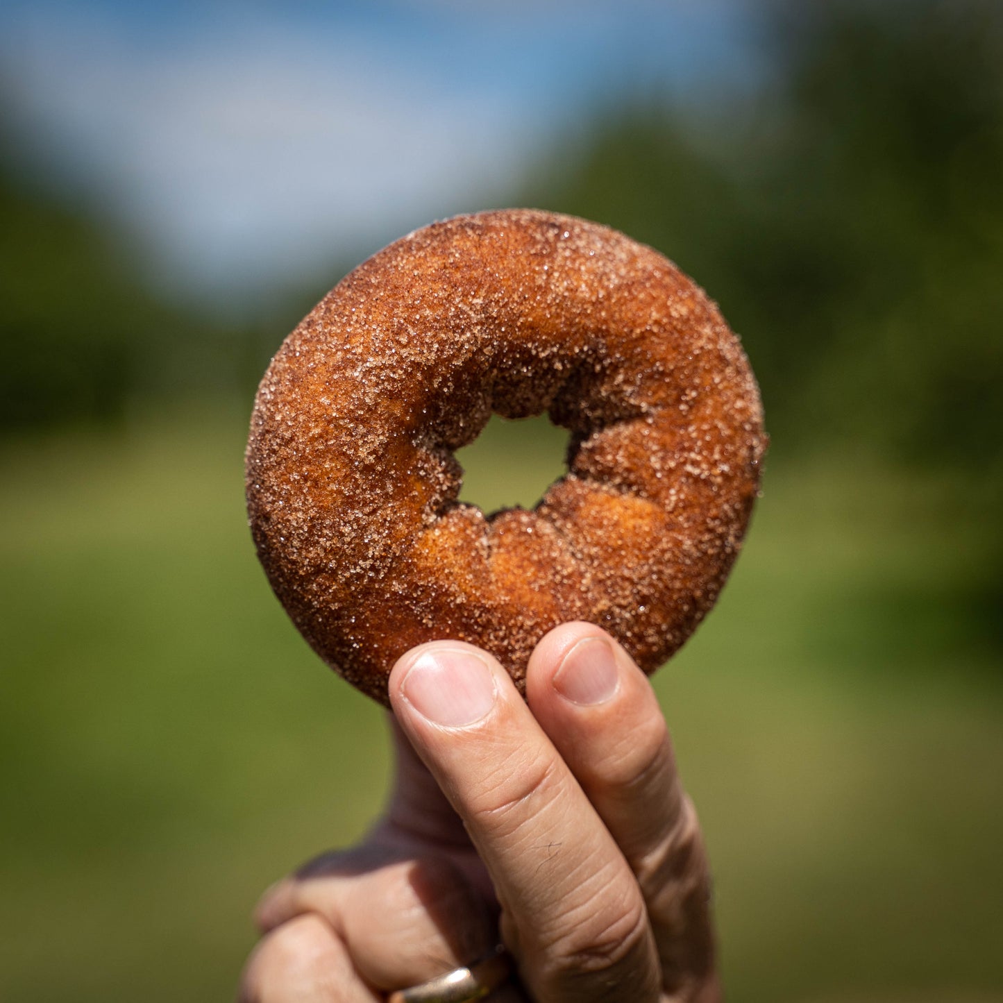 Apple Cider Donuts