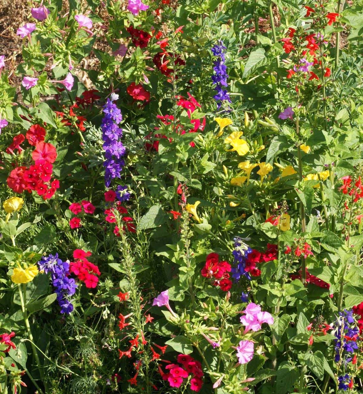 Garden Sprinkles - Hummingbird
