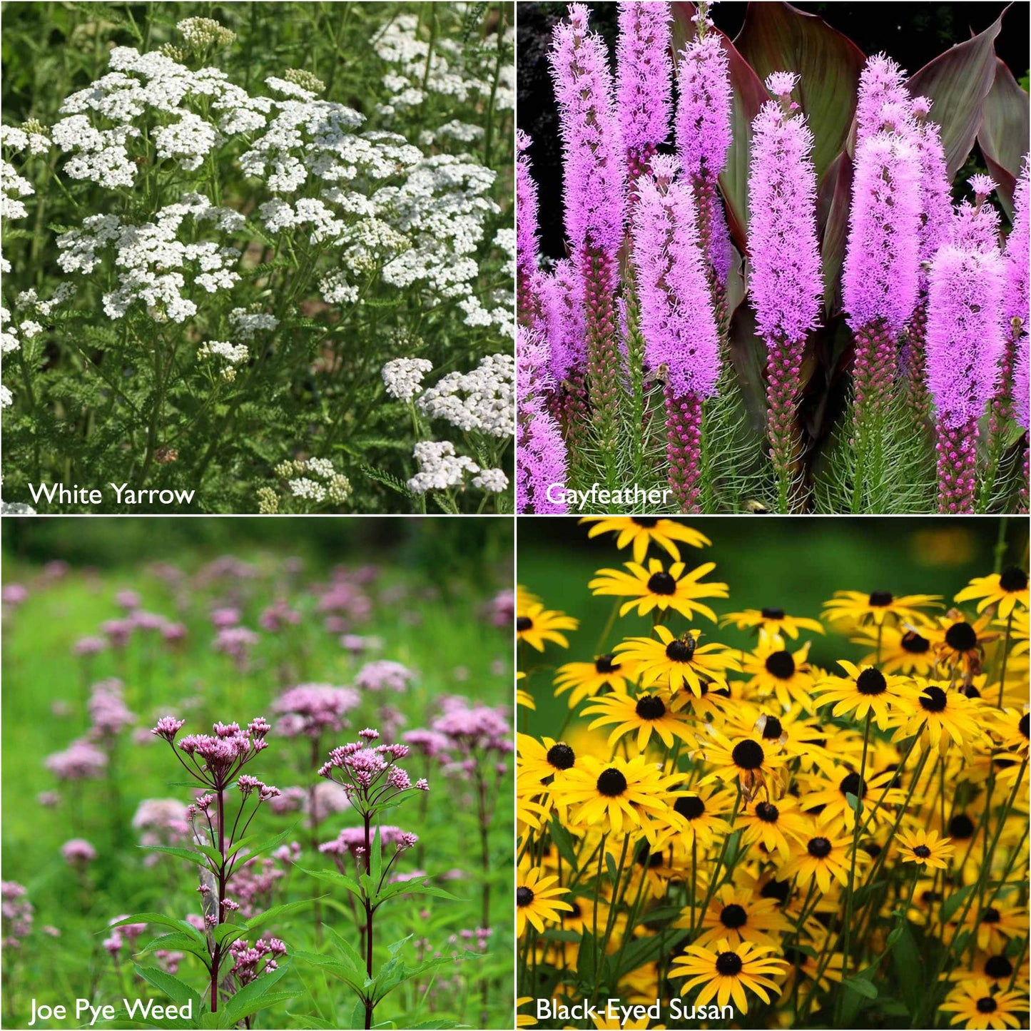 Scatter Garden | Monarch Butterfly Milkweed & Flower Garden