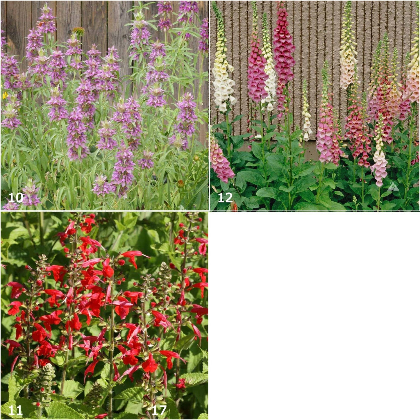 Garden Sprinkles - Hummingbird