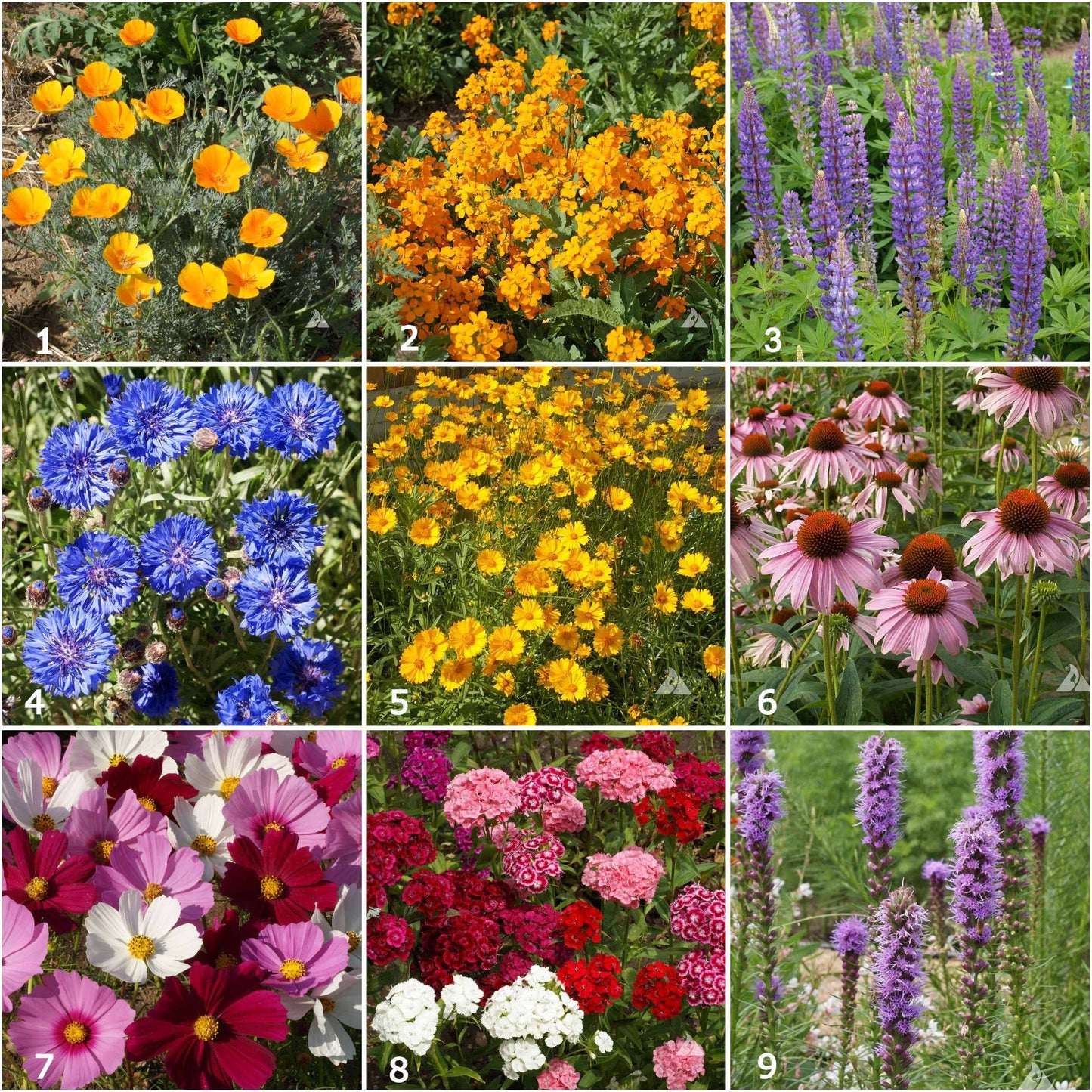 Garden Sprinkles | Wildflower Garden