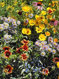 Garden Sprinkles - Honeybee