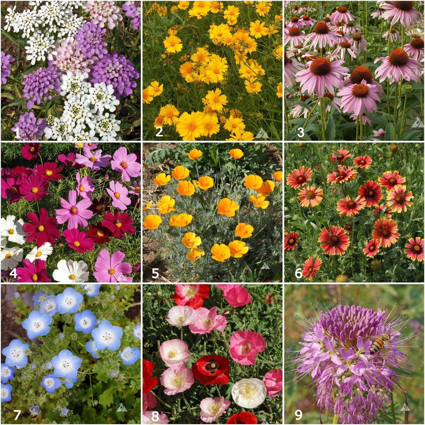 Garden Sprinkles - Honeybee