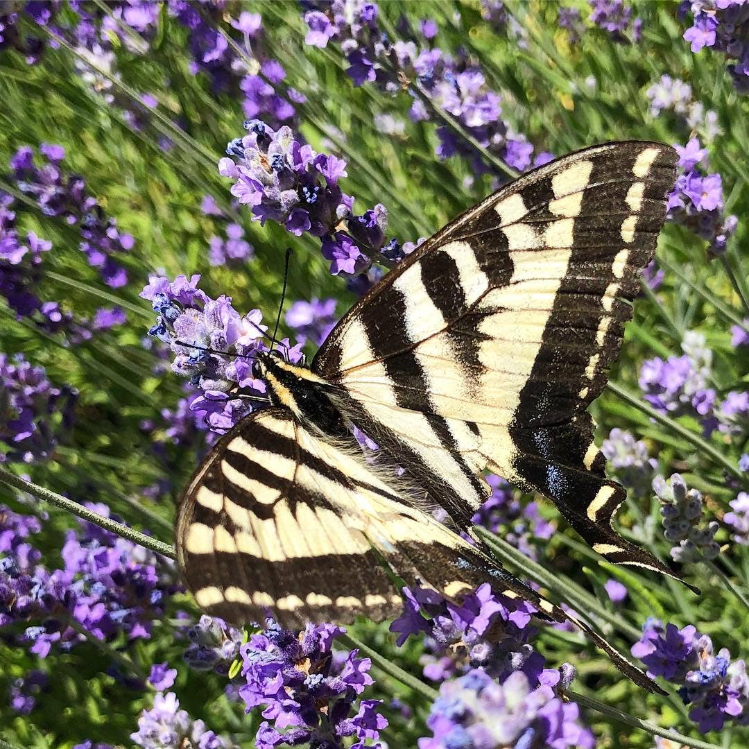 Garden Sprinkles | Butterfly Habitat Flower Garden