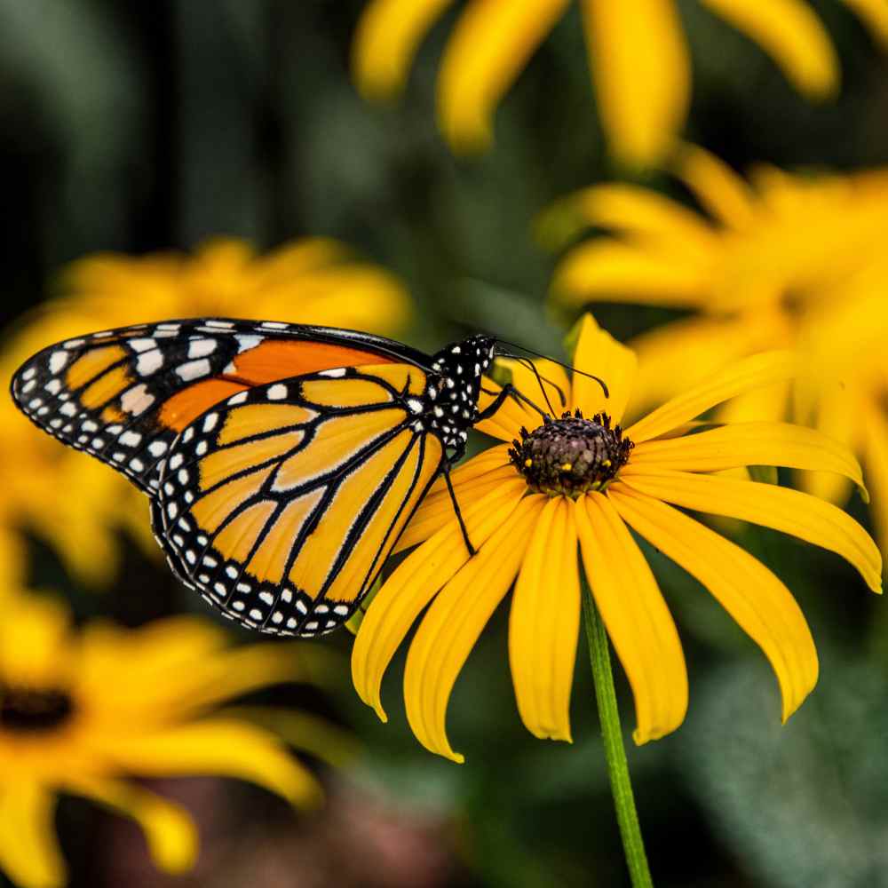 Scatter Garden | Monarch Butterfly Milkweed & Flower Garden