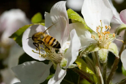 Honey Bees & Pollinators (1st Grade+)