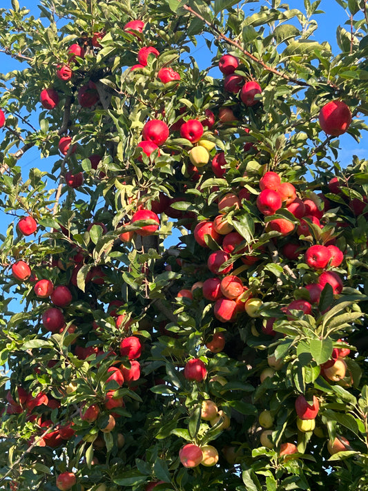 Apple Picking Outing (Pre-K+)