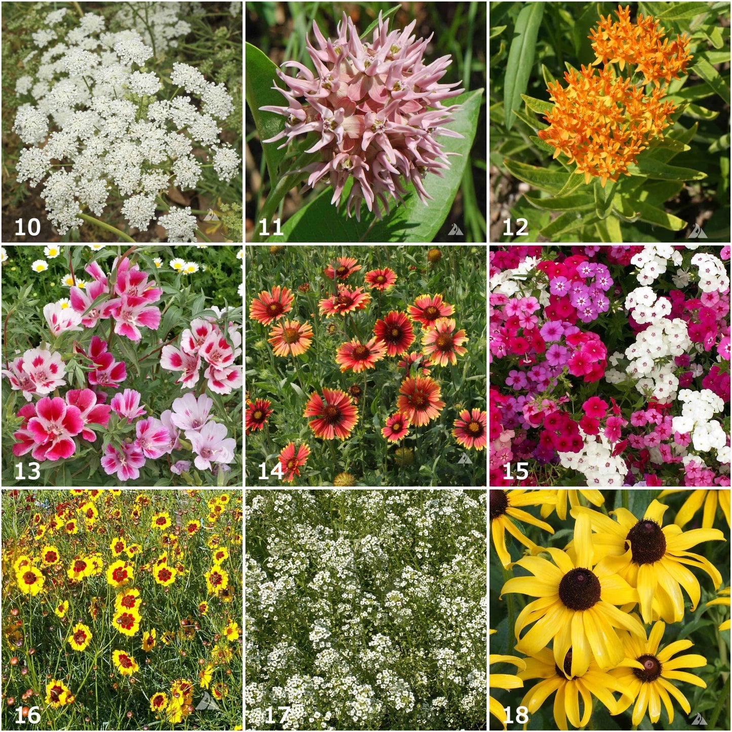 Garden Sprinkles | Wildflower Garden
