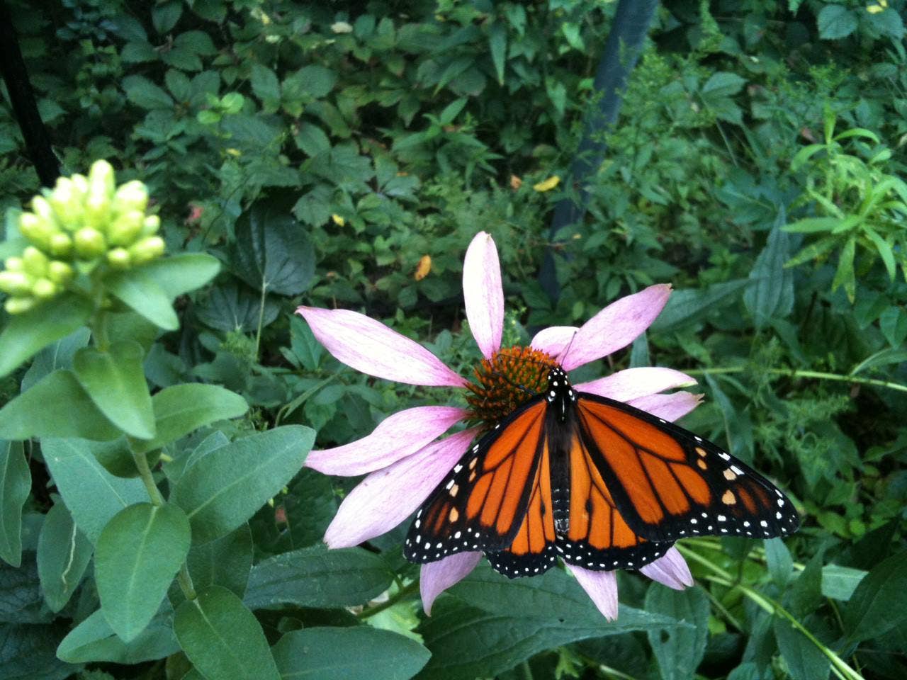 Garden Sprinkles | Butterfly Habitat Flower Garden
