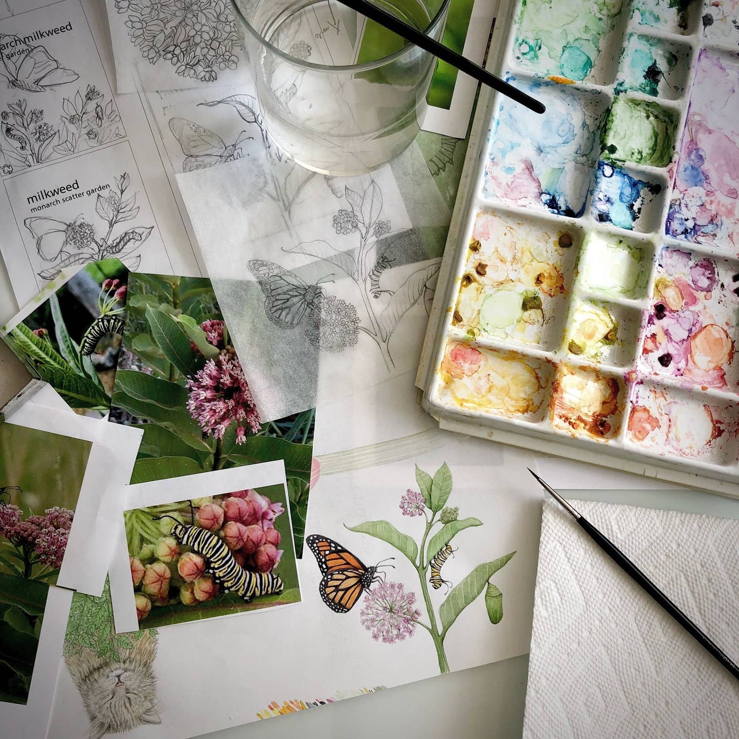 Scatter Garden | Monarch Butterfly Milkweed & Flower Garden